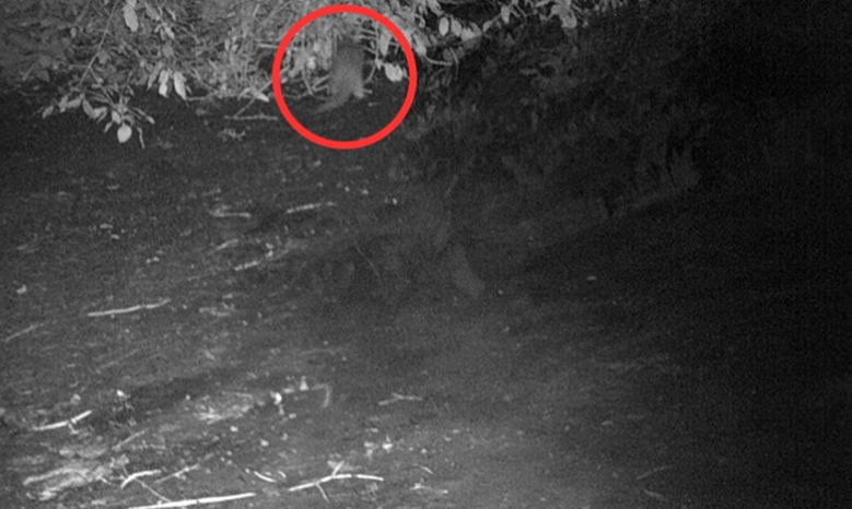 Une loutre a été observée dans le Bronx pour la première fois depuis près d’un siècle.