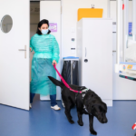 Au CHUV de Lausanne, des chiens spécialement formés apportent réconfort et sérénité aux enfants atteints de cancer