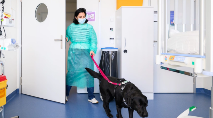 Au CHUV de Lausanne, des chiens spécialement formés apportent réconfort et sérénité aux enfants atteints de cancer
