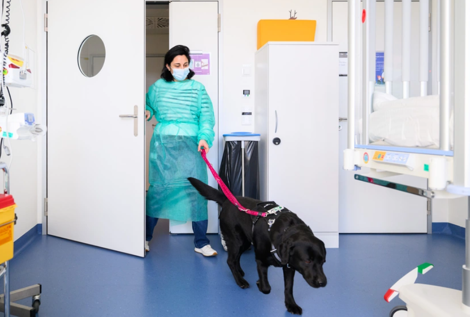 Au CHUV de Lausanne, des chiens spécialement formés apportent réconfort et sérénité aux enfants atteints de cancer