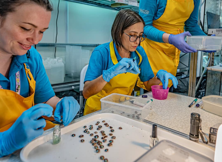 Des centaines d’escargots rares ont été réintroduits à Madère