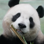 la Chine a presque doublé sa population de pandas géants