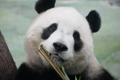 la Chine a presque doublé sa population de pandas géants