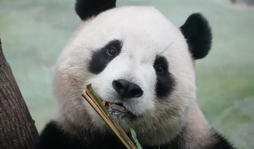 la Chine a presque doublé sa population de pandas géants