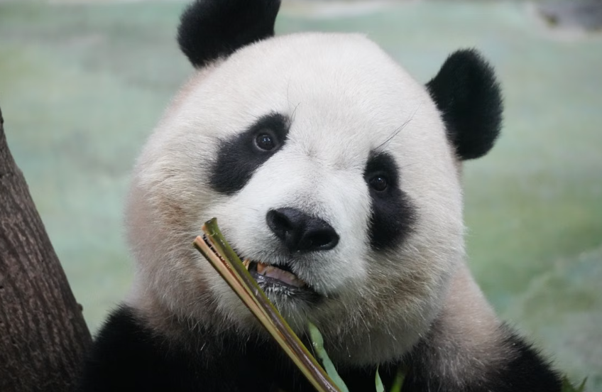 la Chine a presque doublé sa population de pandas géants