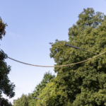 À Neuss, un pont en corde de chanvre aide les écureuils à traverser une route en toute sécurité.