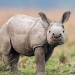 La population de rhinocéros indiens progresse à Manas.