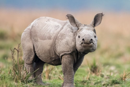 La population de rhinocéros indiens progresse à Manas.