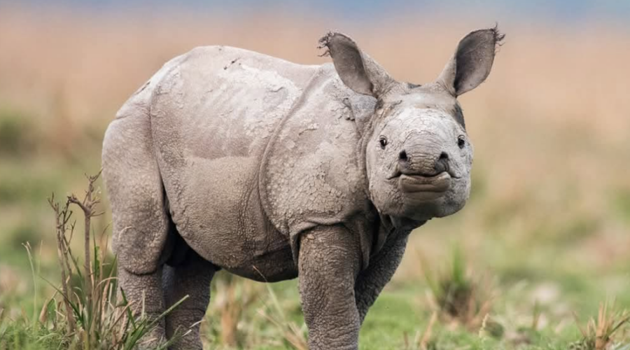 La population de rhinocéros indiens progresse à Manas.