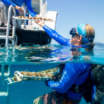 Des scientifiques ont déplacé 1 000 coraux vers le nord des Florida Keys pour les protéger des températures