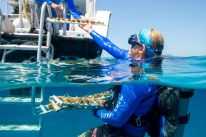 Des scientifiques ont déplacé 1 000 coraux vers le nord des Florida Keys pour les protéger des températures