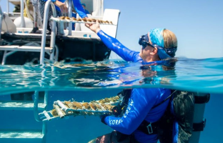 Des scientifiques ont déplacé 1 000 coraux vers le nord des Florida Keys pour les protéger des températures