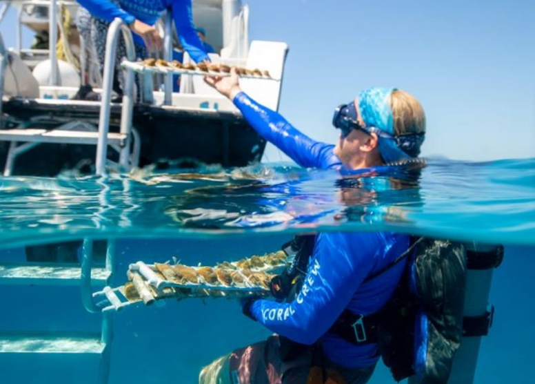 Des scientifiques ont déplacé 1 000 coraux vers le nord des Florida Keys pour les protéger des températures