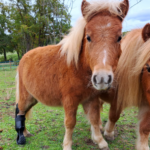 Orthopia crée des prothèses et orthèses sur mesure pour aider les animaux