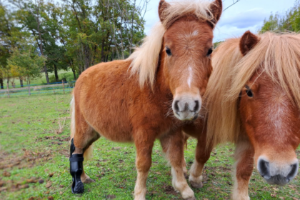 Orthopia crée des prothèses et orthèses sur mesure pour aider les animaux
