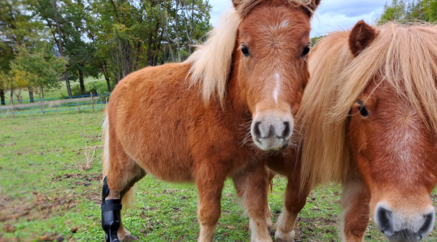 Orthopia crée des prothèses et orthèses sur mesure pour aider les animaux