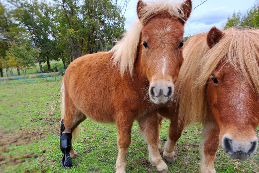 Orthopia crée des prothèses et orthèses sur mesure pour aider les animaux