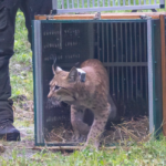 Deux nouveaux lynx ont été relâchés en Saxe.