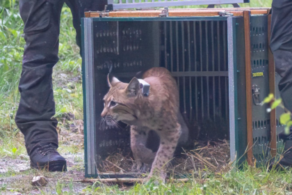 Deux nouveaux lynx ont été relâchés en Saxe.