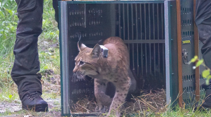 Deux nouveaux lynx ont été relâchés en Saxe.
