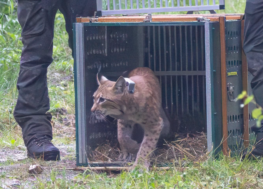 Deux nouveaux lynx ont été relâchés en Saxe.