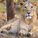 La population de lions d’Asie atteint 891 individus en Inde en 2025.
