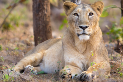 La population de lions d’Asie atteint 891 individus en Inde en 2025.