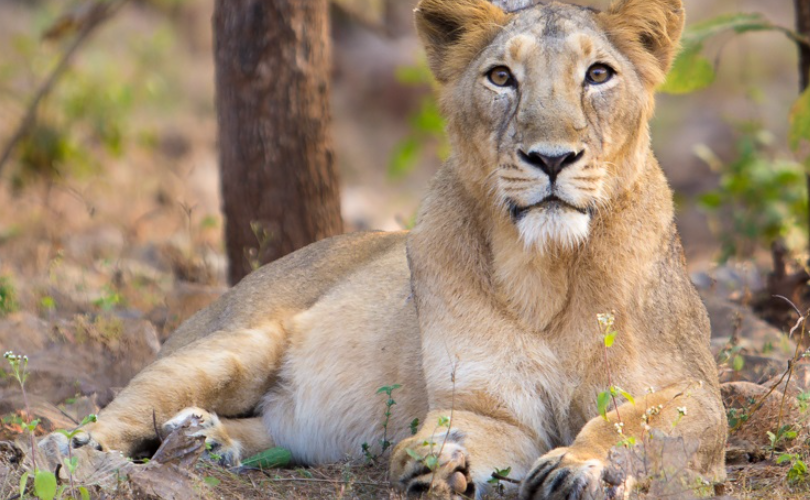 La population de lions d’Asie atteint 891 individus en Inde en 2025.