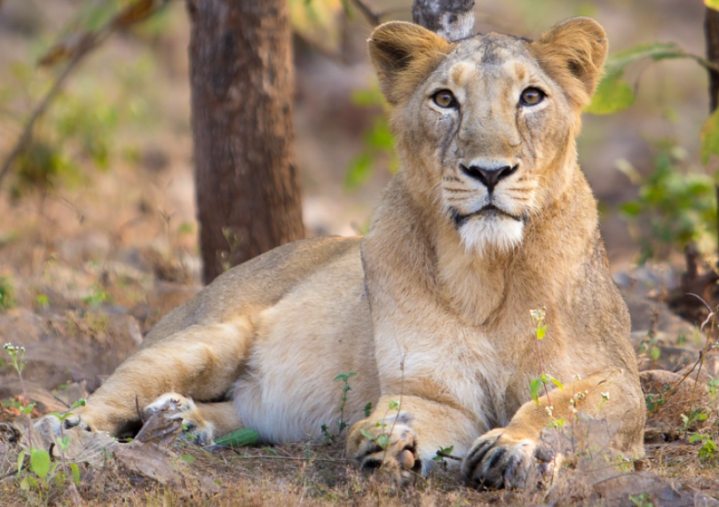 La population de lions d’Asie atteint 891 individus en Inde en 2025.