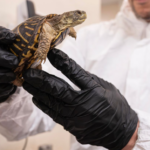 Plus de 800 tortues-boîtes victimes du trafic illégal ont été sauvées et réhabilitées par le zoo du Bronx