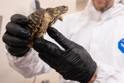 Plus de 800 tortues-boîtes victimes du trafic illégal ont été sauvées et réhabilitées par le zoo du Bronx
