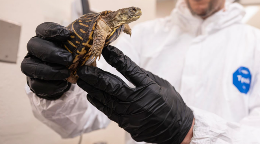 Plus de 800 tortues-boîtes victimes du trafic illégal ont été sauvées et réhabilitées par le zoo du Bronx