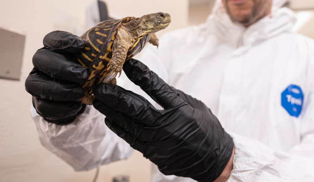 Plus de 800 tortues-boîtes victimes du trafic illégal ont été sauvées et réhabilitées par le zoo du Bronx