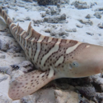 En Indonésie, 82 requins-léopards ont été réintroduits dans les eaux protégées de Raja Ampat.