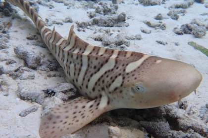 En Indonésie, 82 requins-léopards ont été réintroduits dans les eaux protégées de Raja Ampat.