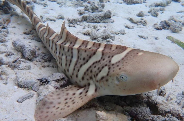 En Indonésie, 82 requins-léopards ont été réintroduits dans les eaux protégées de Raja Ampat.