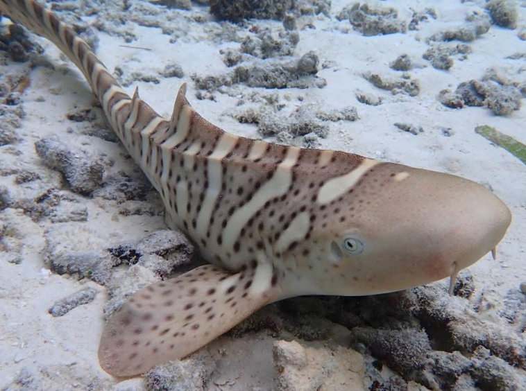 En Indonésie, 82 requins-léopards ont été réintroduits dans les eaux protégées de Raja Ampat.