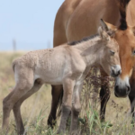 Un poulain de cheval de Przewalski est né dans les steppes du Kazakhstan