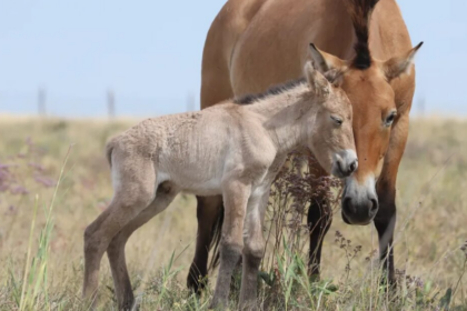 Un poulain de cheval de Przewalski est né dans les steppes du Kazakhstan