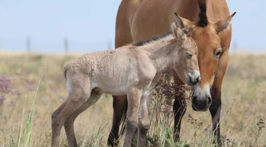 Un poulain de cheval de Przewalski est né dans les steppes du Kazakhstan