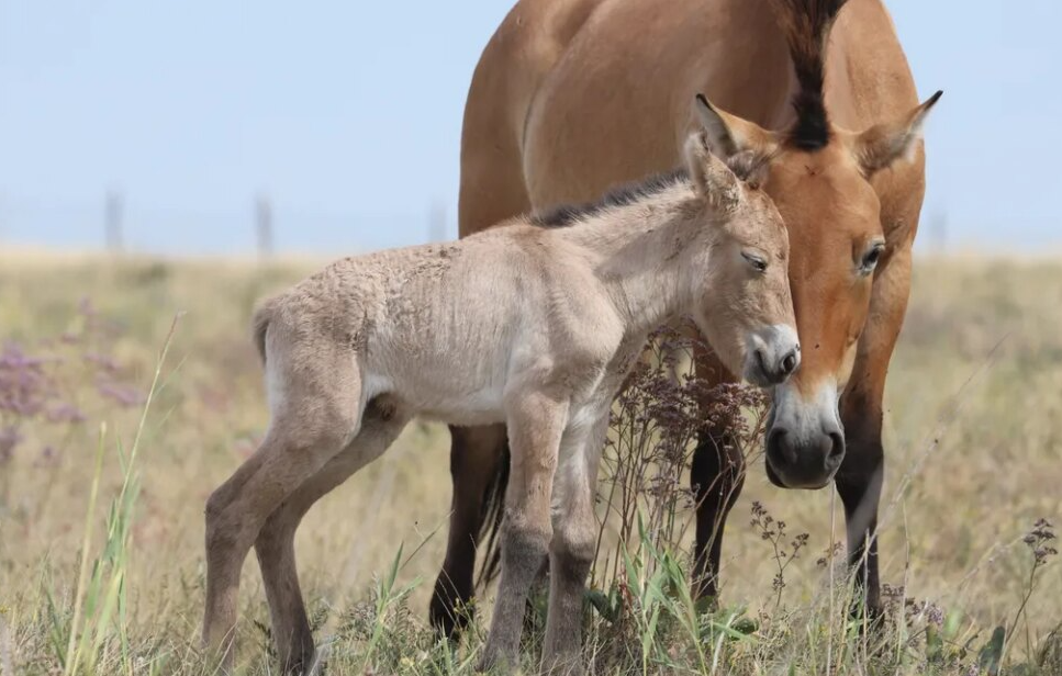 Un poulain de cheval de Przewalski est né dans les steppes du Kazakhstan