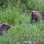 le castor colonise de nouveaux affluents du Limousin