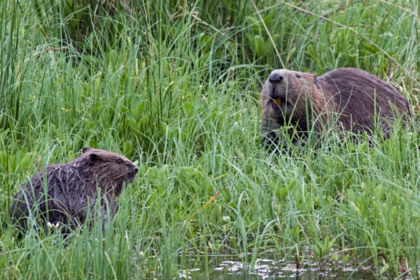 le castor colonise de nouveaux affluents du Limousin
