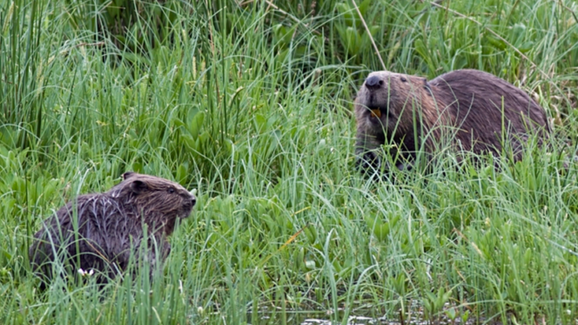 le castor colonise de nouveaux affluents du Limousin