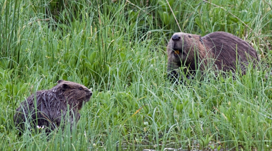le castor colonise de nouveaux affluents du Limousin
