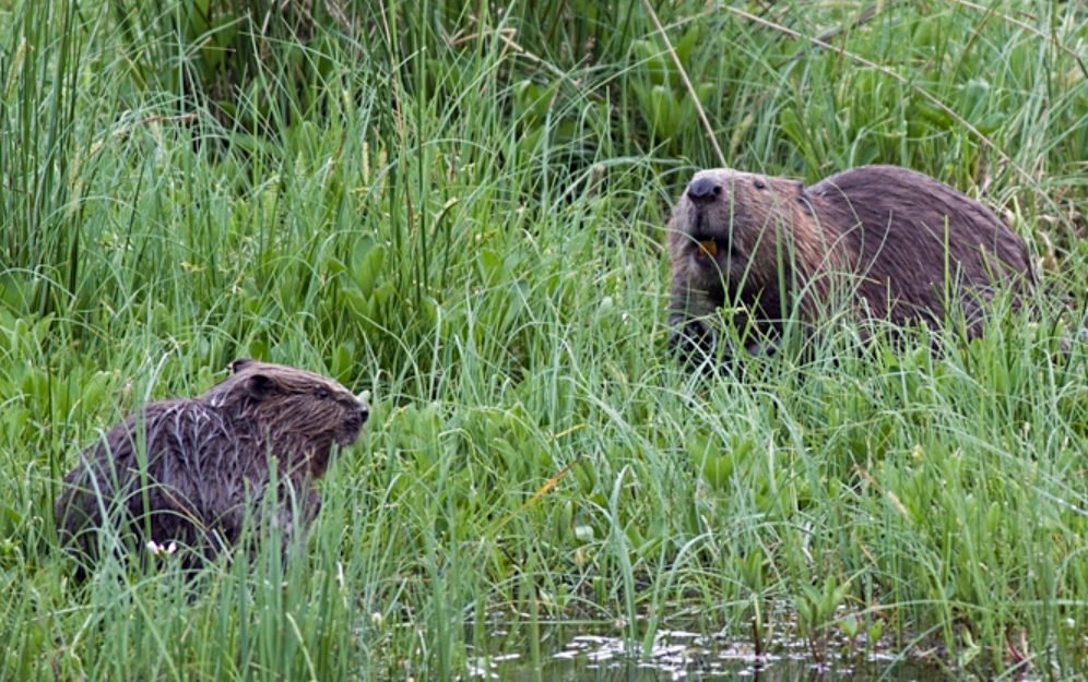 le castor colonise de nouveaux affluents du Limousin