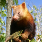 kangourous arboricoles en Papouasie-Nouvelle-Guinée