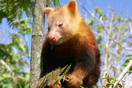 kangourous arboricoles en Papouasie-Nouvelle-Guinée