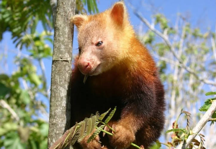 kangourous arboricoles en Papouasie-Nouvelle-Guinée