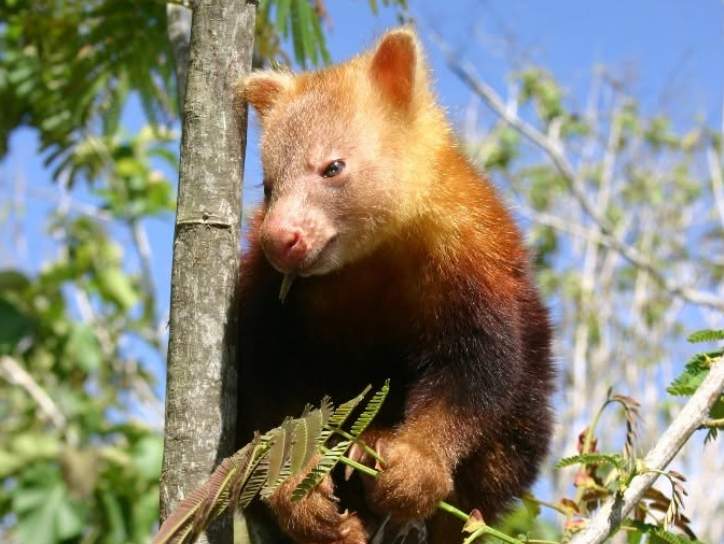 kangourous arboricoles en Papouasie-Nouvelle-Guinée